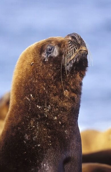 South American Sealion - Male Coast of Patagonia, Argentina