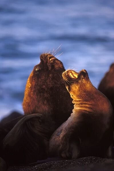 South American Sealion - Male and female Coast of Patagonia, Argentina