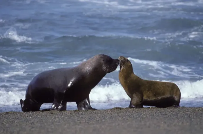 Framed Print : South American Sealion - Male and female Coast of Patagonia, Argentina Framed Print : South American Sealion - Male and female Coast of Patagonia, Argentina
