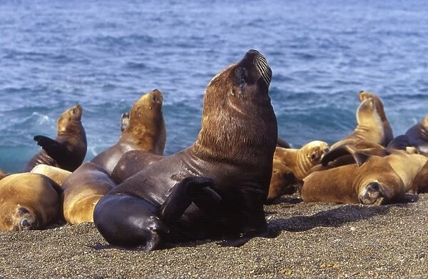 South American Sealion - Male (foreground) and group of females; Coast of Patagonia, Argentina