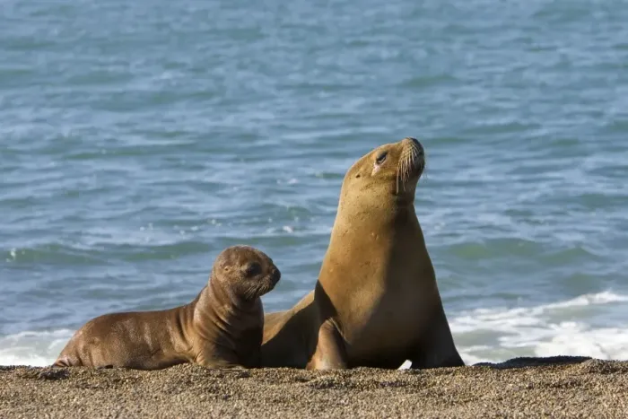 Framed Print : South American Sealion - Mother and pup Coast of Patagonia, Argentina Framed Print : South American Sealion - Mother and pup Coast of Patagonia, Argentina