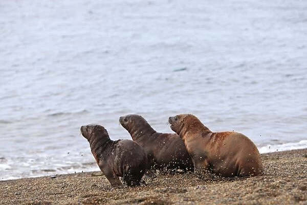 South American Sealion - pups on beach. Punta Norte - Valdes peninsula - Argentina. formerly Otaria byronia