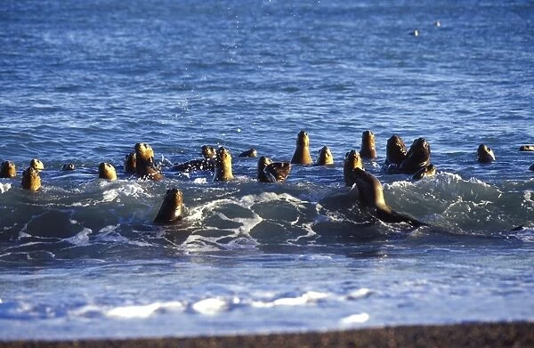 South American Sealions - Swimming in the surf Coast of Patagonia, Argentina