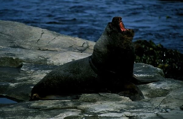 South American or Southern sealion (Otaria byronia), adult male vocalising. @atagonia