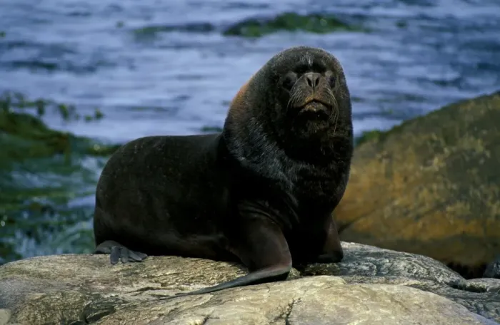 Framed Print : South American or Southern sealion (Otaria byronia), adult male. Patagonia