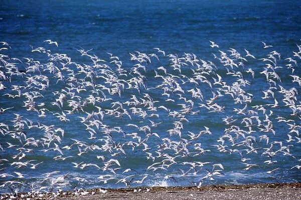 South American Tern - flock in flight