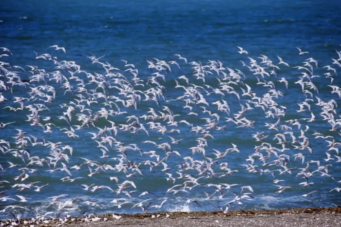Framed Print : South American Tern - flock in flight Framed Print : South American Tern - flock in flight