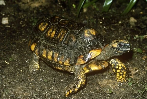 South American Yellow-footed Tortoise  /  Morocoy Tortoise Trinidad