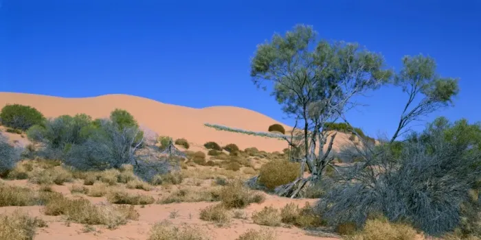 Framed Print : South Australia JPF 11869 Sand dune & Mulga (Acacia aneura), Stzelecki Desert. © Jean-Paul Ferrero  /  ARDEA LONDON