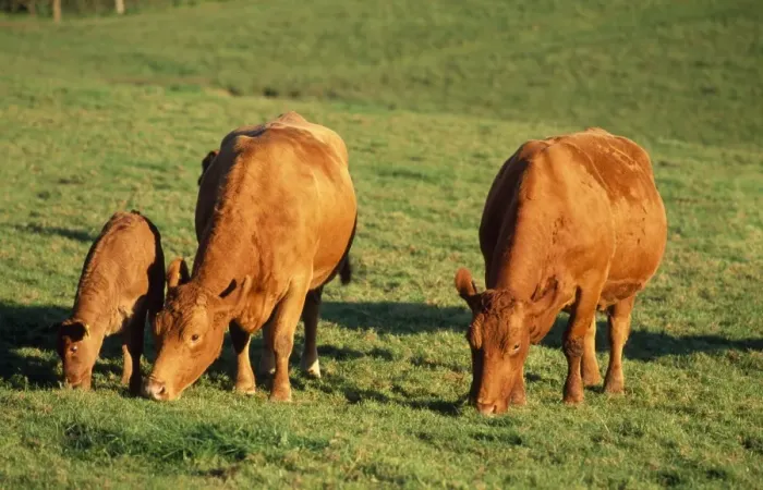 Framed Print : South Devon Cattle - grazing