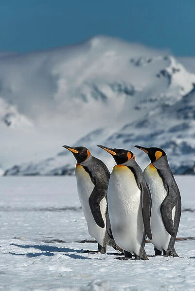 South Georgia Island. Group of king penguins walk on snowy shore of Salisbury Plain Date: 16-10-2019