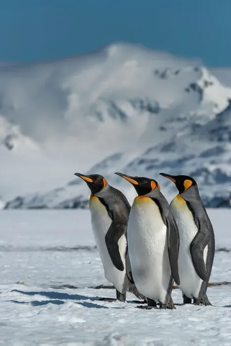Framed Print : South Georgia Island. Group of king penguins walk on snowy shore of Salisbury Plain Date: 16-10-2019 Framed Print : South Georgia Island. Group of king penguins walk on snowy shore of Salisbury Plain Date: 16-10-2019