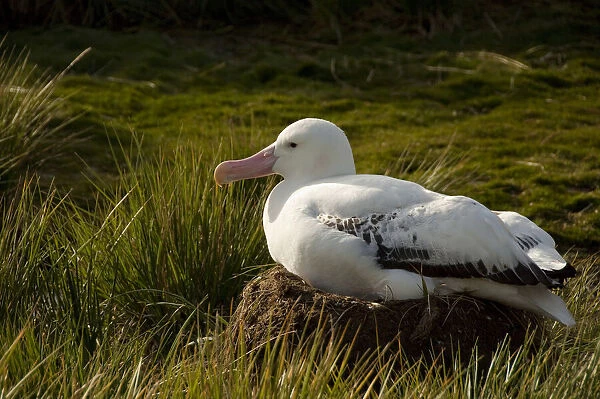 South Georgia, Prion Island. Wandering albatross