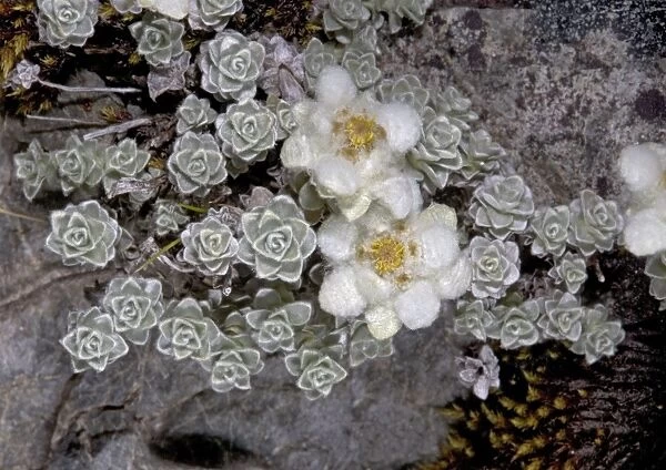 South Island Edelweiss; southern alps, South Island, New Zealand