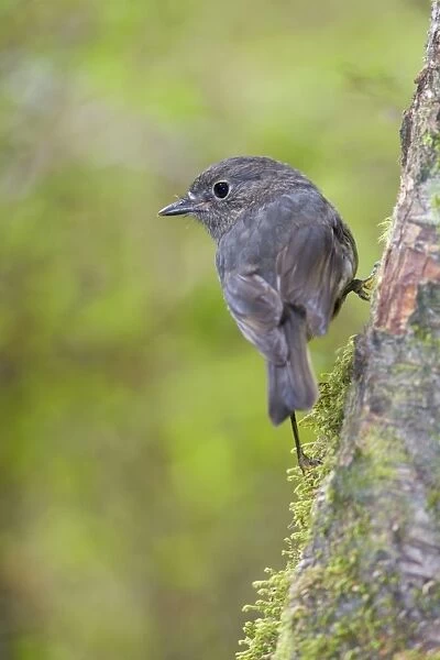 South Island Robin adult clinging to a tree in lush temperate rainforest Fjordland National Park, South Island, New Zealand
