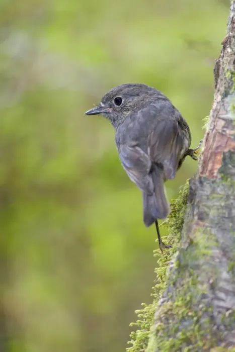 Framed Print : South Island Robin adult clinging to a tree in lush temperate rainforest Fjordland National Park, South Island, New Zealand Framed Print : South Island Robin adult clinging to a tree in lush temperate rainforest Fjordland National Park, South Island, New Zealand
