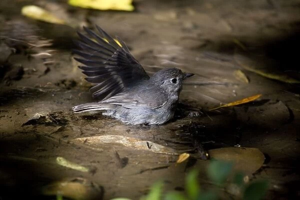 South Island Robin  /  Toutouwai - bathing in the only pool on the island - Motuara Island, Queen Charlotte Sound, one of the Marlborough Sounds, New Zealand
