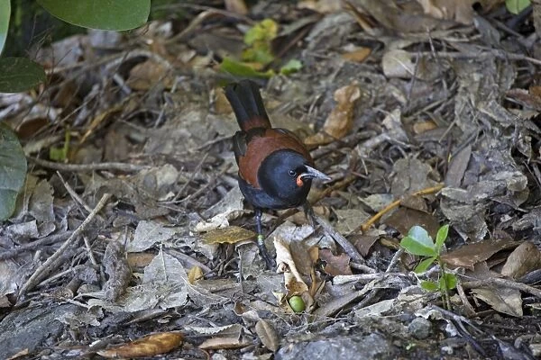 South Island Saddleback  /  Tieke - foraging among leaf litter on the forest floor - survives only on some small off shore islands around Stewart Island and here on Motuara Island in the Marlborough Sounds