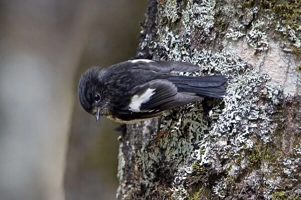 South Island Tomtit - clinging to the trunk of a beech tree - Hawdon Valley - Arthur's Pass National Park - South Island - New Zealand