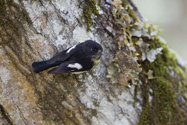 South Island Tomtit - clinging to the trunk of a beech tree - Hawdon Valley, Arthur's Pass National Park, South Island, New Zealand