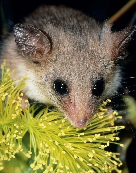 South west Pygmy Possum Australia