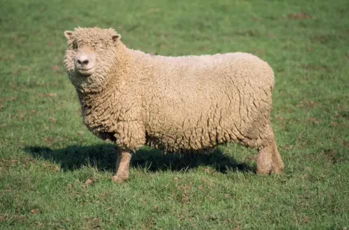 Framed Print : Southdown Sheep Framed Print : Southdown Sheep