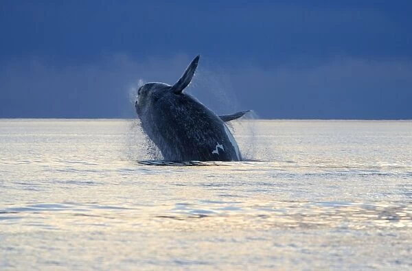 Souther Right Whale - Adult, breaching Valdes Peninsula, Province Chubut, Patagonia, Argentina