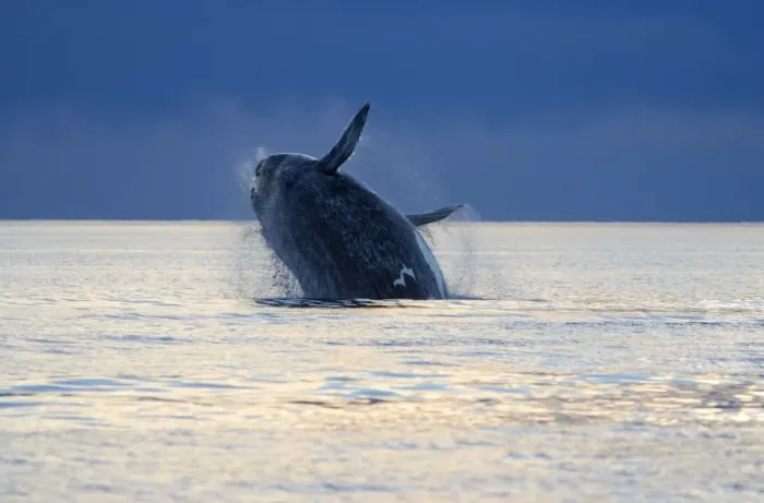 Framed Print : Souther Right Whale - Adult, breaching Valdes Peninsula, Province Chubut, Patagonia, Argentina Framed Print : Souther Right Whale - Adult, breaching Valdes Peninsula, Province Chubut, Patagonia, Argentina