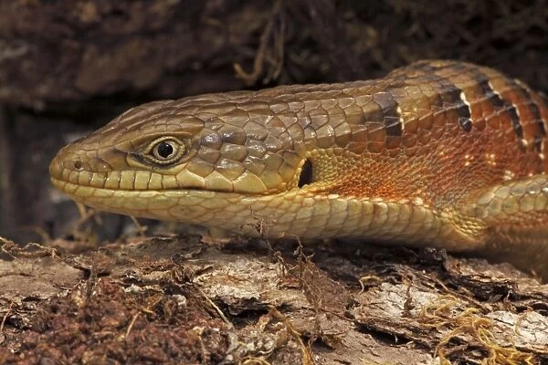 Southern Alligator Lizard - close-up of head - Oregon - USA - Native to the pacific coast of North America