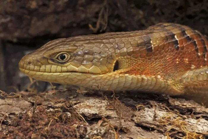 Framed Print : Southern Alligator Lizard - close-up of head - Oregon - USA - Native to the pacific coast of North America Framed Print : Southern Alligator Lizard - close-up of head - Oregon - USA - Native to the pacific coast of North America