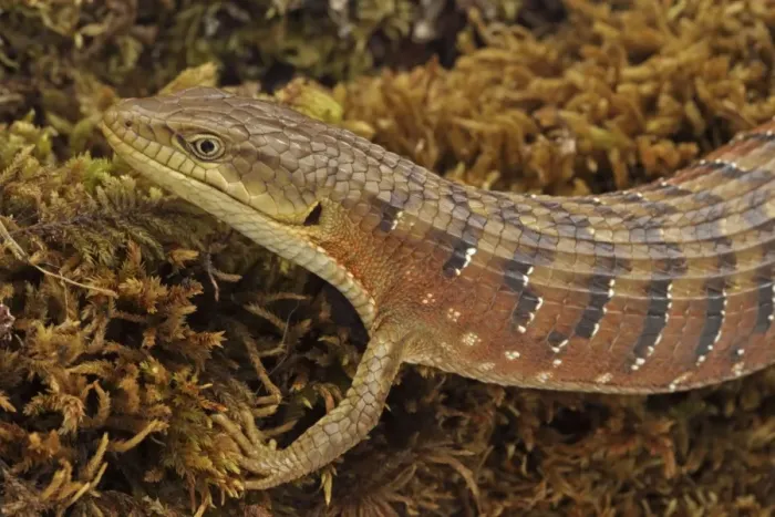 Framed Print : Southern Alligator Lizard - close-up of head - Oregon - USA - Native to the pacific coast of North America Framed Print : Southern Alligator Lizard - close-up of head - Oregon - USA - Native to the pacific coast of North America