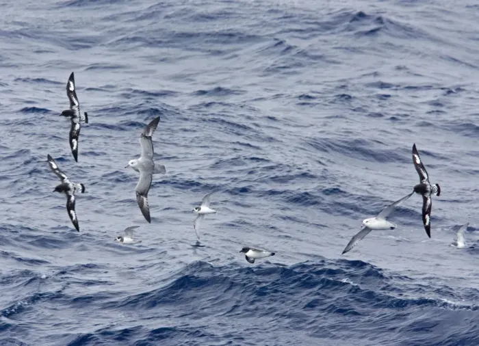 Framed Print : Southern / Antarctic Fulmar and Cape Petrel / Cape Pigeon - Antarctic Dove Prion - In flight over the Antarctic sea- October - Antarctic Framed Print : Southern / Antarctic Fulmar and Cape Petrel / Cape Pigeon - Antarctic Dove Prion - In flight over the Antarctic sea- October - Antarctic