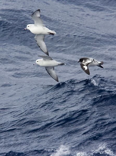 Southern  /  Antartic Fulmar with a Cape Petrel  /  Cape Pigeon (Daption c. capense) Flying low over the sea in high winds, Antarctic October
