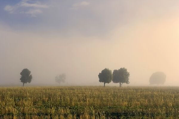 Southern Beech Trees - in morning fog and on deforested agricultural land - Patagonia - Argentina - South America