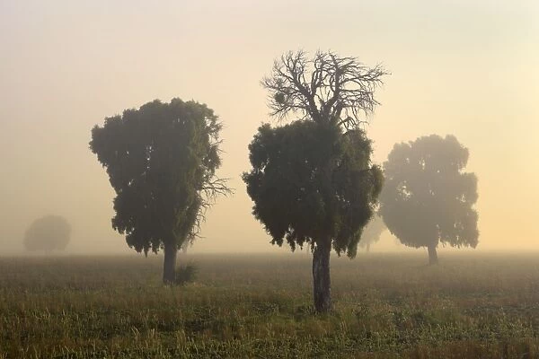 Southern Beech Trees - in morning fog and on deforested agricultural land - Patagonia - Argentina - South America