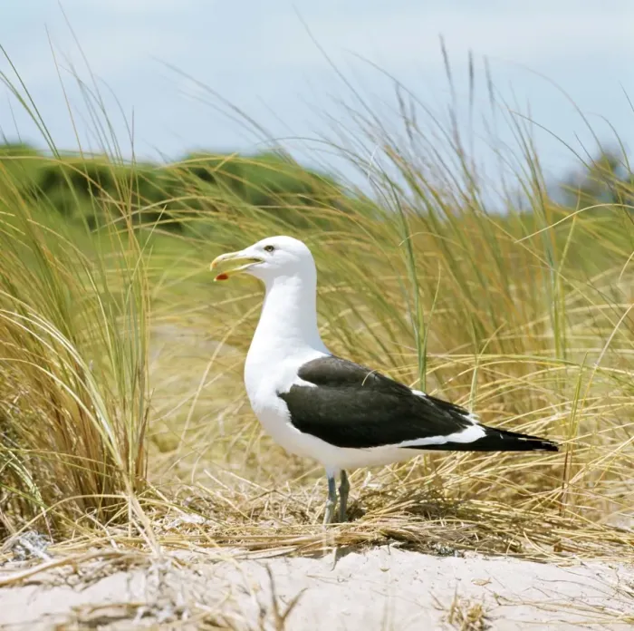 Framed Print : Southern Black-backed Gull Framed Print : Southern Black-backed Gull