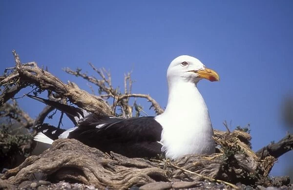 Southern Black-backed Gull On nest. Coast of Patgonia, Argentina