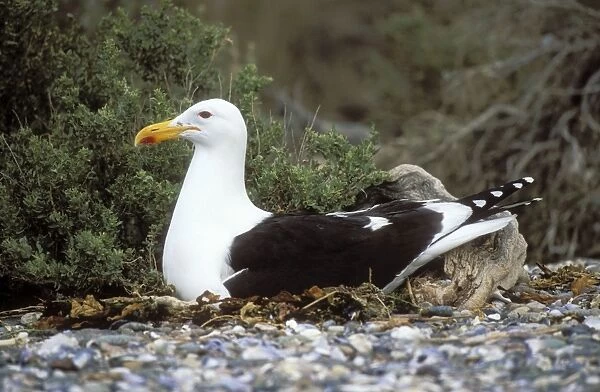 Southern Black-backed Gull On nest, coast of Patagonia, Argentina