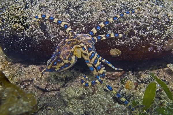 Southern Blue Ring Octopus - (this shy little octopus has a powerful nerve toxin that is only injected if the creature is provoked) - South Australia
