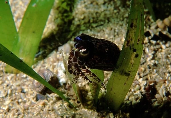 Southern Bobtail Squid, Sepiola sp. This Small Squid is not yet described. It is usually found at night actively swimming over seagrass beds. Mature males such as this one can be identfied by greatly enlarged suckers on the 1st and 3rd arms