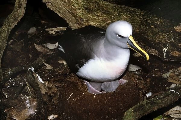 Southern Buller's Albatross - adult with newly hatched chicks