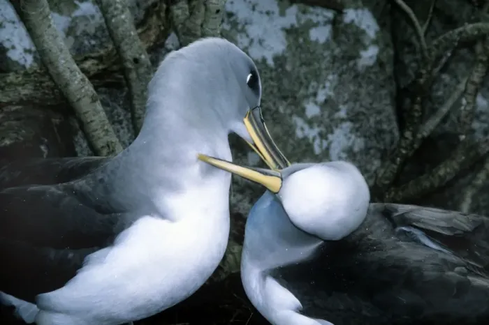 Framed Print : Southern Buller's Albatross - mutual preening to maintain pair bond at incubation changeover Framed Print : Southern Buller's Albatross - mutual preening to maintain pair bond at incubation changeover