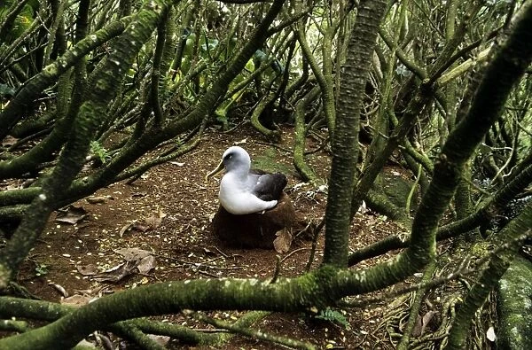 Southern Buller's Albatross - resting under Olearia tree