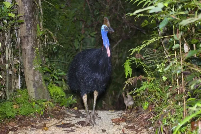 Framed Print : Southern Cassowary - adult male stands amidst tropical rainforest - Tam O'Shanter State Forest, Wet Tropics World Heritage Area, Queensland, Australia Framed Print : Southern Cassowary - adult male stands amidst tropical rainforest - Tam O'Shanter State Forest, Wet Tropics World Heritage Area, Queensland, Australia