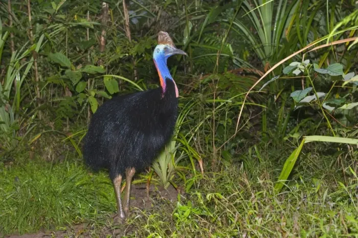 Framed Print : Southern Cassowary - adult male stands amidst tropical rainforest - Tam O'Shanter State Forest, Wet Tropics World Heritage Area, Queensland, Australia