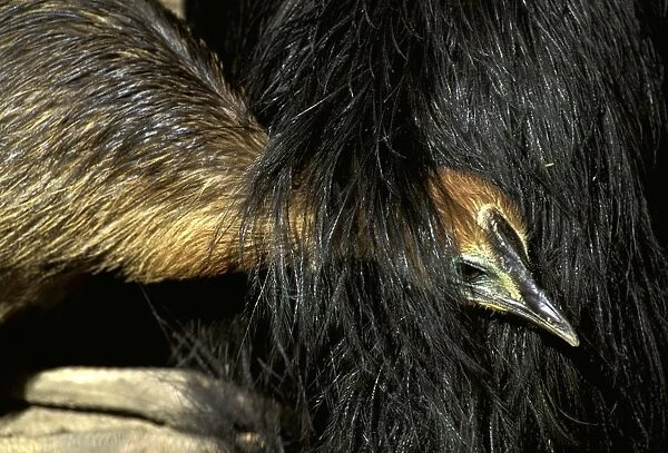 Southern Cassowary (Casuarius casuarius) four-month chick sheltering under father's feathers. An endangered species due to loss of habitat. North Queensland, Australia, Australia, New Guinea JPF33879