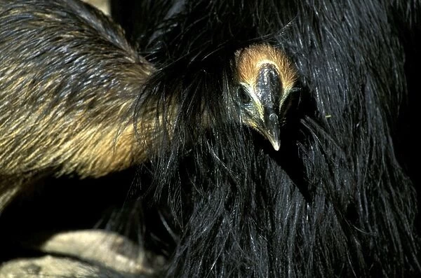 Southern Cassowary (Casuarius casuarius) four-month chick sheltering under father's feathers. An endangered species due to loss of habitat. North Queensland, Australia, Australia, New Guinea JPF33880