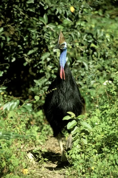 Framed Print : Southern Cassowary (Casuarius casuarius) An endangered species due to loss of habitat. North Queensland, Australia, tropical rainforest, Australia, New Guinea JPF33878 Framed Print : Southern Cassowary (Casuarius casuarius) An endangered species due to loss of habitat. North Queensland, Australia, tropical rainforest, Australia, New Guinea JPF33878