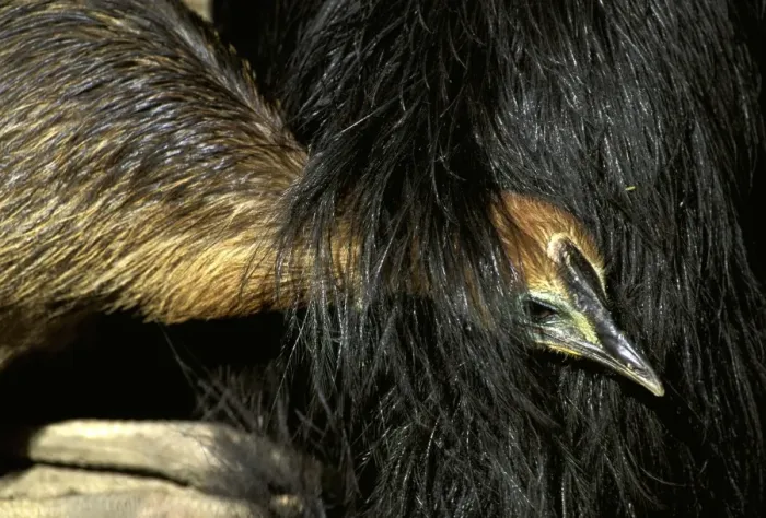 Framed Print : Southern Cassowary (Casuarius casuarius) four-month chick sheltering under father's feathers. An endangered species due to loss of habitat. North Queensland, Australia, Australia, New Guinea JPF33879 Framed Print : Southern Cassowary (Casuarius casuarius) four-month chick sheltering under father's feathers. An endangered species due to loss of habitat. North Queensland, Australia, Australia, New Guinea JPF33879