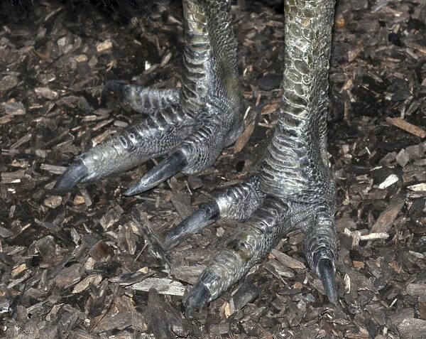 Southern Cassowary - close up of feet